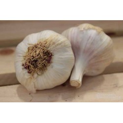 Ail blanc bio
