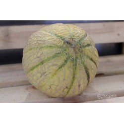 Melon charentais bio