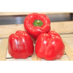 Poivron rouge bio