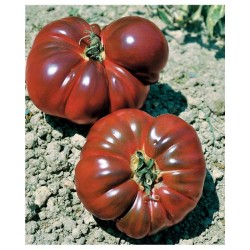 Tomate côtelé noire bio