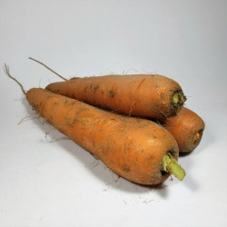 Carottes nouvelle BIO