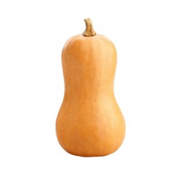 Courge butternut Doré BIO