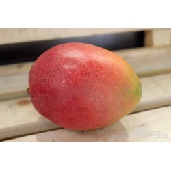 Mangue osteen bio