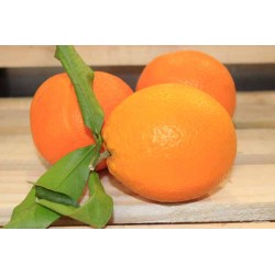 Oranges de Table BIO
