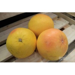 Pomelos rose BIO