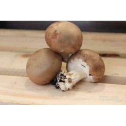 Champignons de paris brun bio