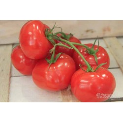 Tomates grappe extra BIO